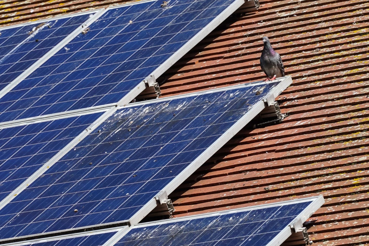 Solar-panels-on-the-roof-of-a-house-covered-with-pigeon-droppings-and-roosting-pigeons-scaled.jpeg